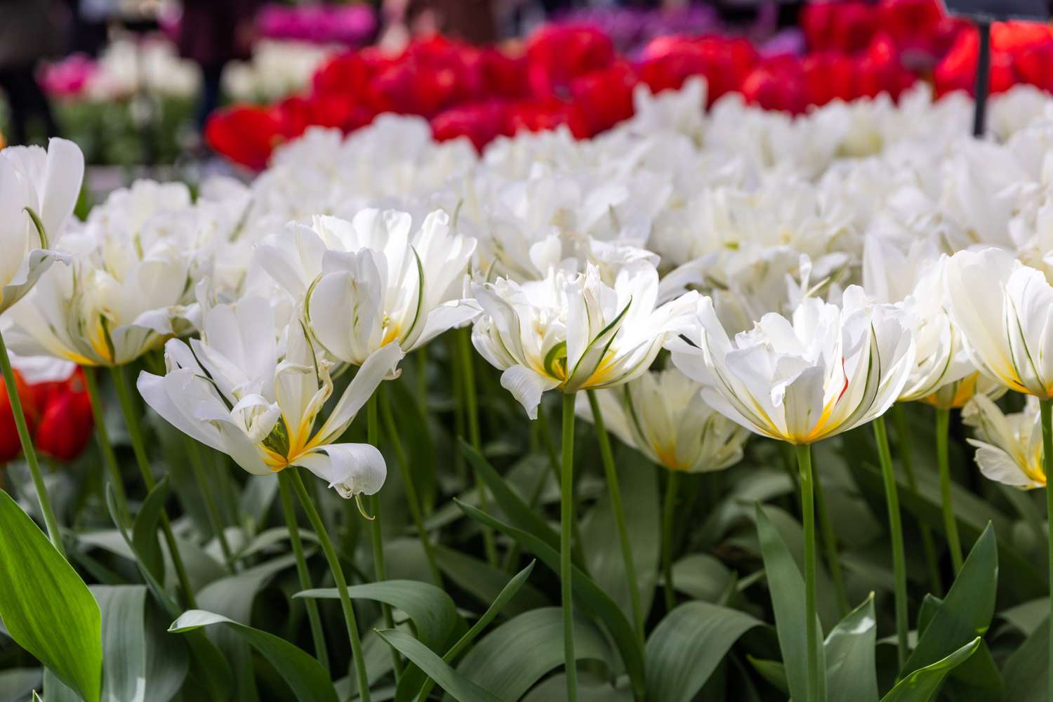 Tulpe 'White Valley' - Tulipaner